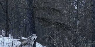 La bellezza la bellezza