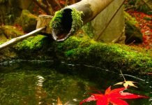 La Foglia, l’Albero e il Bosco Haiku foglia albero bosco iaido giappone