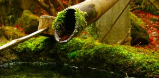 La Foglia, l’Albero e il Bosco Haiku foglia albero bosco iaido giappone