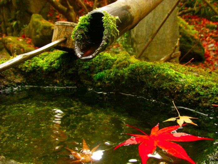 haiku Haiku foglia albero bosco iaido giappone