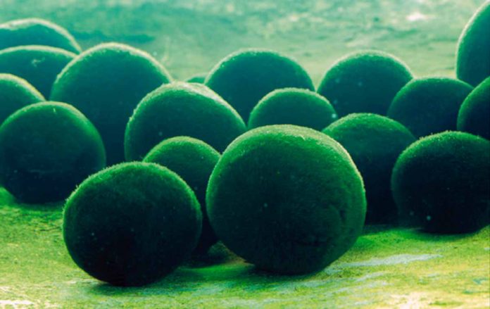 Marimo
