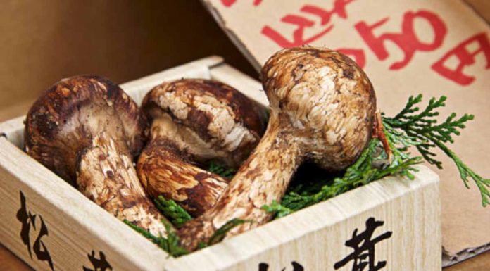 MATSUTAKE, IL RE DEI CIBI AUTUNNALI