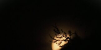 NULLA ACCADE PER CASO